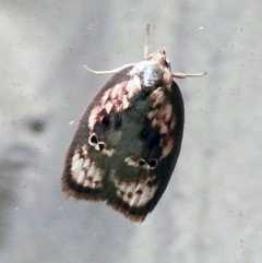 Eochrois sarcoxantha (A concealer moth) at O'Connor, ACT - 24 Dec 2017 by ibaird