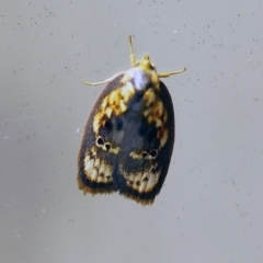 Eochrois sarcoxantha at O'Connor, ACT - 24 Dec 2017 05:12 AM