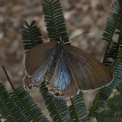 Jalmenus icilius (Amethyst Hairstreak) at Chifley, ACT - 26 Dec 2017 by Christine