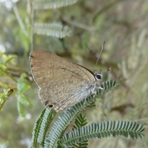 Jalmenus icilius at Chifley, ACT - 26 Dec 2017