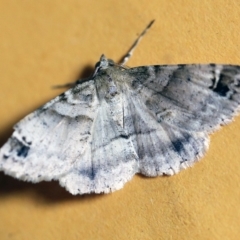 Syneora hemeropa (Ring-tipped Bark Moth) at O'Connor, ACT - 23 Dec 2017 by ibaird