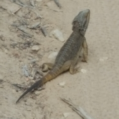 Pogona barbata (Eastern Bearded Dragon) at Denman Prospect, ACT - 27 Dec 2017 by jmcleod