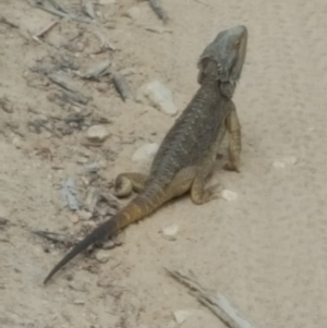 Pogona barbata at Denman Prospect, ACT - 27 Dec 2017