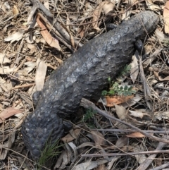 Tiliqua rugosa (Shingleback Lizard) at Mount Majura - 27 Dec 2017 by AaronClausen