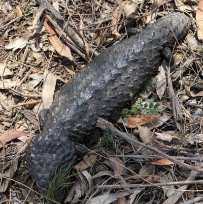 Tiliqua rugosa (Shingleback Lizard) at Hackett, ACT - 27 Dec 2017 by AaronClausen