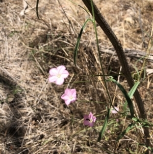 Convolvulus angustissimus subsp. angustissimus at Watson, ACT - 27 Dec 2017 03:02 PM