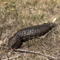 Tiliqua rugosa (Shingleback Lizard) at Watson, ACT - 27 Dec 2017 by AaronClausen