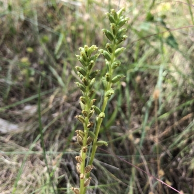 Microtis sp. (Onion Orchid) at Mount Majura - 27 Dec 2017 by AaronClausen