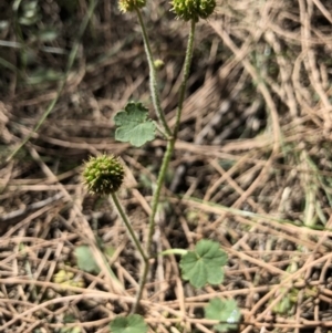 Hydrocotyle laxiflora at Hackett, ACT - 27 Dec 2017