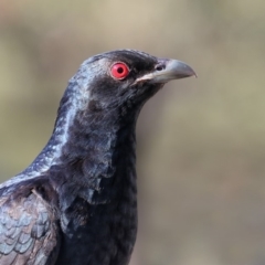 Eudynamys orientalis (Pacific Koel) at Merimbula, NSW - 26 Dec 2017 by Leo