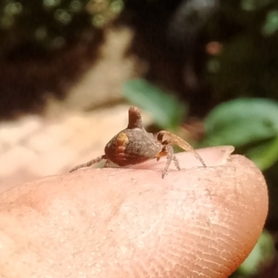 Dolophones turrigera (Turret spider) at Aranda, ACT - 24 Dec 2017 by DavidA
