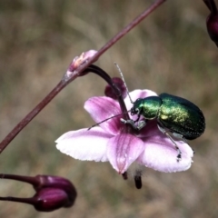 Edusella sp. (genus) (A leaf beetle) at Cotter River, ACT - 27 Dec 2017 by RWPurdie