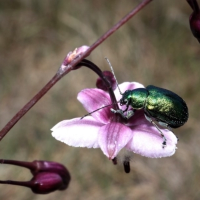 Edusella sp. (genus) (A leaf beetle) at Cotter River, ACT - 27 Dec 2017 by RWPurdie