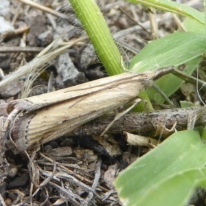 Faveria tritalis at Chifley, ACT - 26 Dec 2017