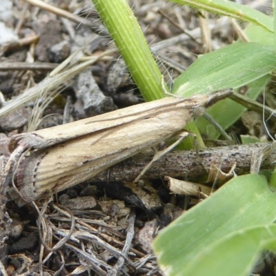 Faveria tritalis (Couchgrass Webworm) at Mount Taylor - 25 Dec 2017 by Christine