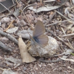 Zizina otis (Common Grass-Blue) at Mount Taylor - 25 Dec 2017 by Christine