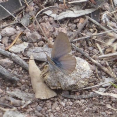 Zizina otis (Common Grass-Blue) at Mount Taylor - 25 Dec 2017 by Christine