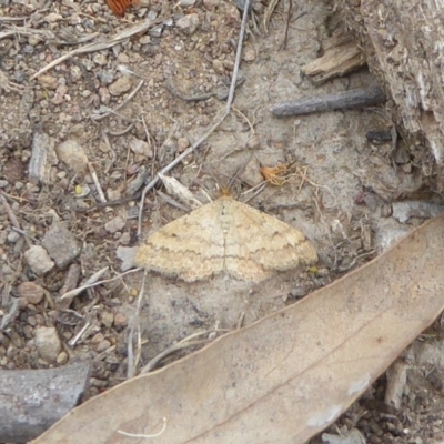Scopula rubraria (Reddish Wave, Plantain Moth) at Chifley, ACT - 26 Dec 2017 by Christine