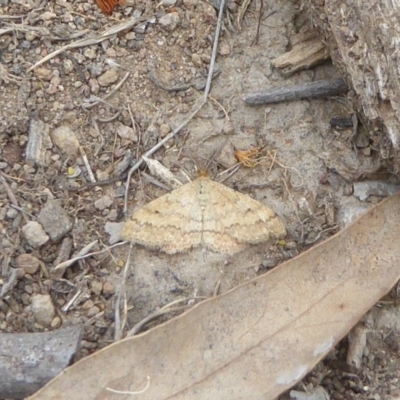 Scopula rubraria (Reddish Wave, Plantain Moth) at Chifley, ACT - 25 Dec 2017 by Christine