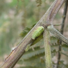 Sextius virescens (Acacia horned treehopper) at Chifley, ACT - 25 Dec 2017 by Christine