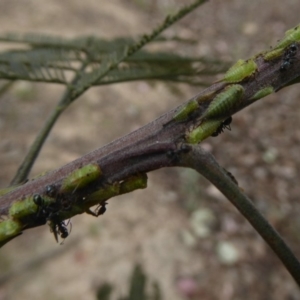 Sextius virescens at Chifley, ACT - 26 Dec 2017