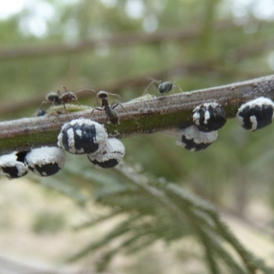 Melanococcus albizziae (Acacia Mealybug) at Chifley, ACT - 25 Dec 2017 by Christine