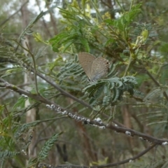 Melanococcus albizziae at Chifley, ACT - 26 Dec 2017