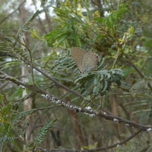 Melanococcus albizziae at Chifley, ACT - 26 Dec 2017 12:00 AM