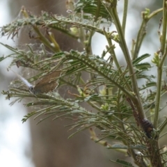 Jalmenus icilius at Chifley, ACT - 26 Dec 2017