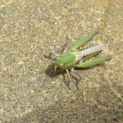 Gastrimargus musicus (Yellow-winged Locust or Grasshopper) at Paddys River, ACT - 27 Dec 2017 by Christine