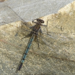 Diphlebia lestoides (Whitewater Rockmaster) at Tidbinbilla Nature Reserve - 26 Dec 2017 by Christine