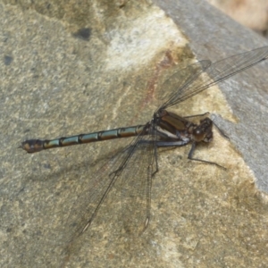 Diphlebia lestoides at Paddys River, ACT - 27 Dec 2017