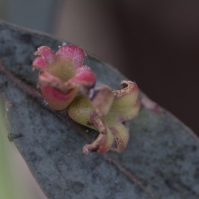 Schedotrioza sp. (genus) (A gall forming psyllid) at Scullin, ACT - 27 Dec 2017 by AlisonMilton