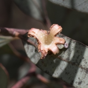 Schedotrioza sp. (genus) at Scullin, ACT - 27 Dec 2017