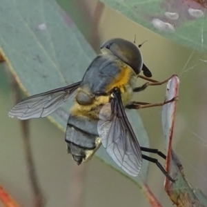 Trichophthalma scapularis at Deakin, ACT - 31 Dec 2017