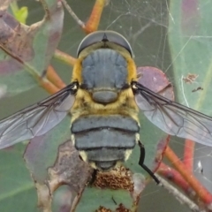 Trichophthalma scapularis at Deakin, ACT - 31 Dec 2017