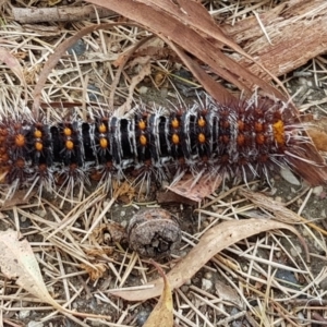 Chelepteryx collesi at Chapman, ACT - 28 Dec 2017 09:23 AM