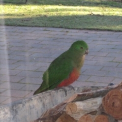 Alisterus scapularis (Australian King-Parrot) at QPRC LGA - 26 Oct 2013 by natureguy