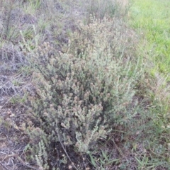 Lavandula stoechas (Spanish Lavender or Topped Lavender) at Pialligo, ACT - 31 Dec 2017 by SilkeSma