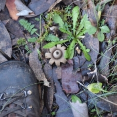 Geastrum sp. (genus) (An earthstar) at Cotter River, ACT - 29 Apr 2017 by jmcleod