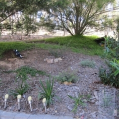 Gymnorhina tibicen (Australian Magpie) at Wamboin, NSW - 28 Apr 2012 by natureguy