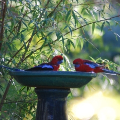 Platycercus elegans (Crimson Rosella) at Wamboin, NSW - 6 Apr 2011 by natureguy