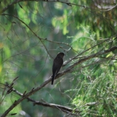 Cacomantis flabelliformis (Fan-tailed Cuckoo) at QPRC LGA - 2 Apr 2011 by natureguy