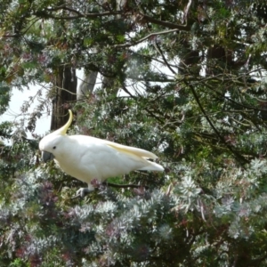 Cacatua galerita at Wamboin, NSW - 19 Dec 2010 09:11 AM