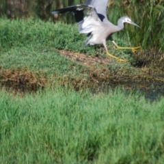 Egretta novaehollandiae (White-faced Heron) at Jerrabomberra Wetlands - 28 Jan 2012 by natureguy