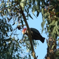 Callocephalon fimbriatum (Gang-gang Cockatoo) at Wamboin, NSW - 17 Sep 2011 by natureguy