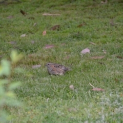 Turnix varius (Painted Buttonquail) at QPRC LGA - 31 Oct 2014 by natureguy