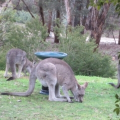 Macropus giganteus (Eastern Grey Kangaroo) at Wamboin, NSW - 2 Aug 2010 by natureguy
