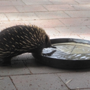 Tachyglossus aculeatus at Wamboin, NSW - 15 Mar 2014 03:23 PM