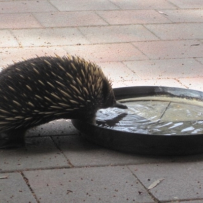 Tachyglossus aculeatus (Short-beaked Echidna) at QPRC LGA - 15 Mar 2014 by natureguy